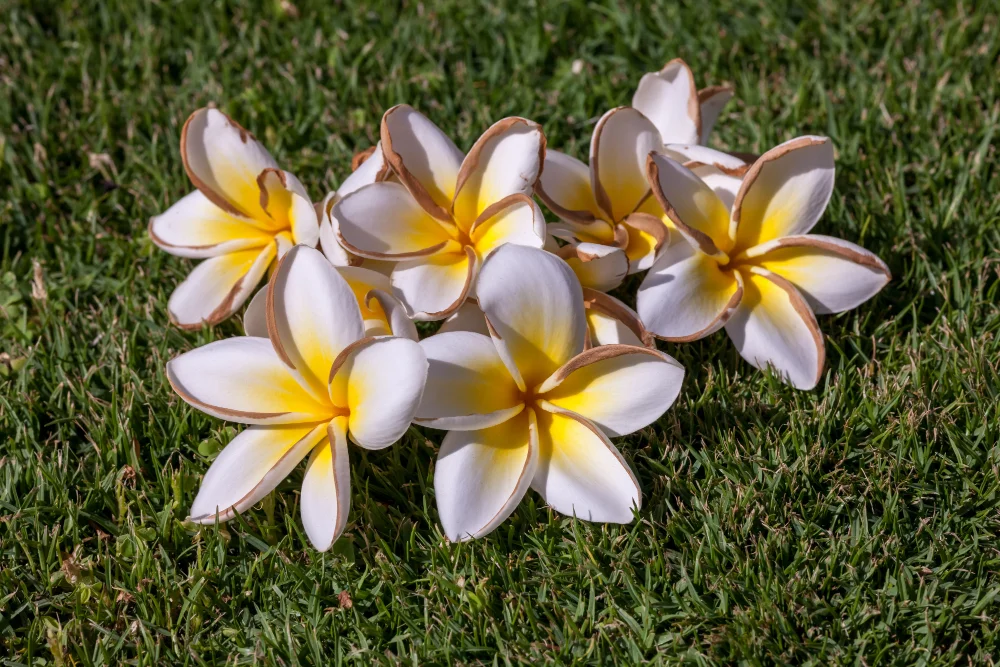 Gardenia tahitańska